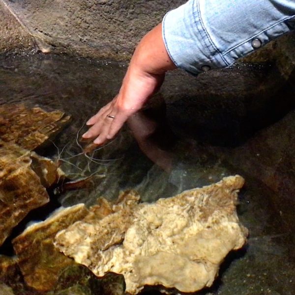 Berührungsbecken Sea Life Putzergarnele
