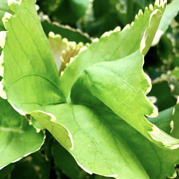 Blatt botanischer Garten Teneriffa Jardín Botánico