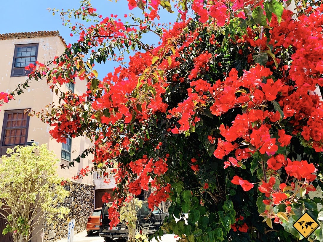 Blütenpracht Teneriffa La Orotava