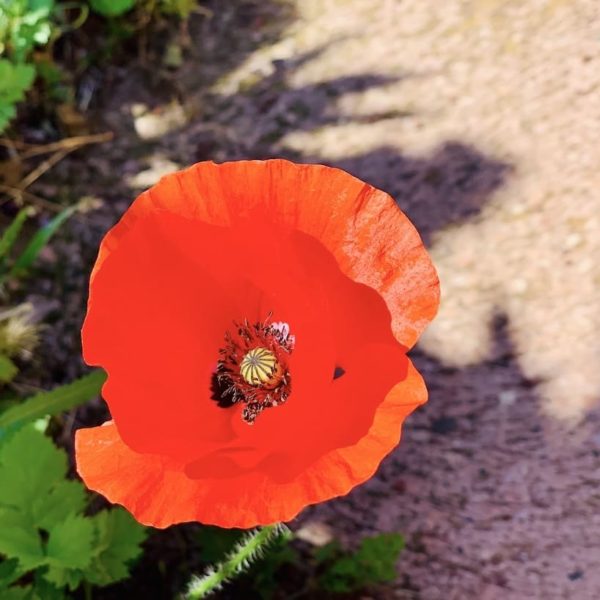 Blume Guayadeque Ravine