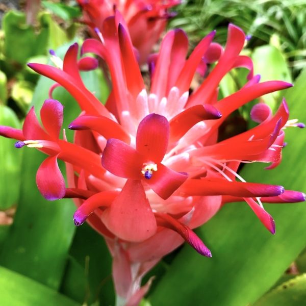 Blume Jardín Botánico Puerto de la Cruz botanischer Garten