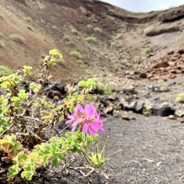 Blume Volcán El Cuervo Lanzarote