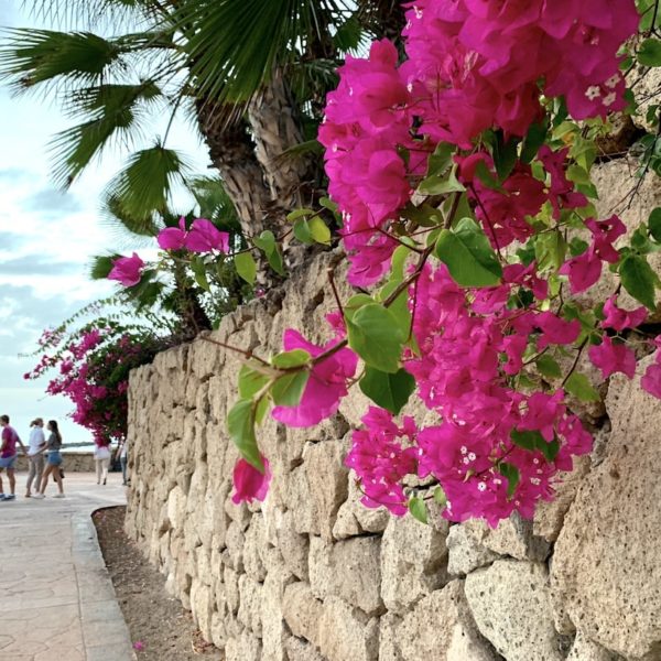 Blumen Promenade Playa del Duque Teneriffa