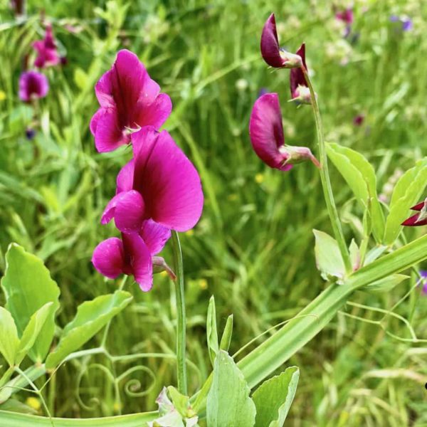 Blumen Wegrand Mencafete