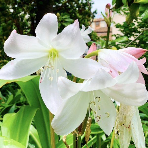 Blumen botanischer Garten La Orotava Hijuela del Botánico