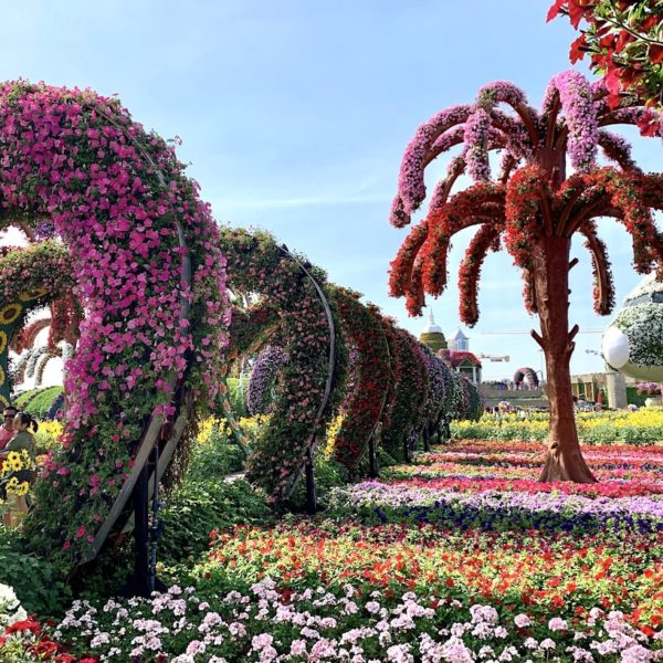 Blumen bunt Miracle Garden Dubai