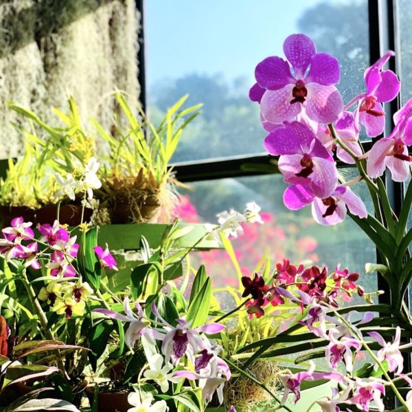 Botanischer Garten Orchideenhaus