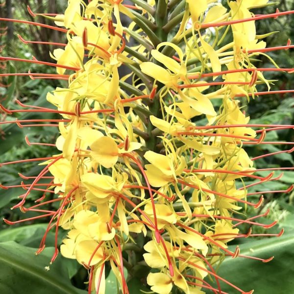 Botanischer Garten Puerto Cruz Caesalpinie