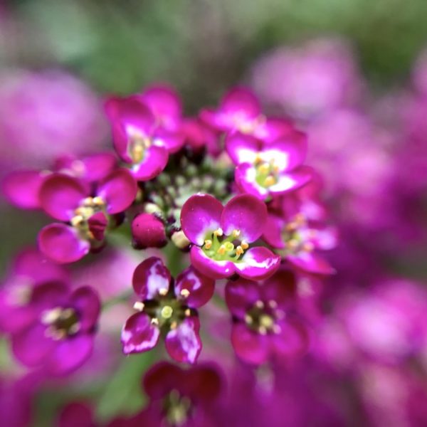 Auch lila-pinke Kornblumen kannst du im botanischen Garten von Puerto de la Cruz aus der Nähe anschauen