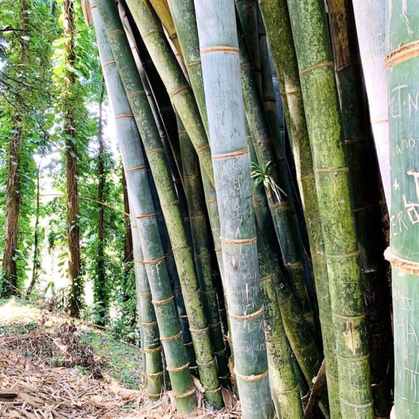 Botanischer Garten Riesen-Bambus Sri Lanka