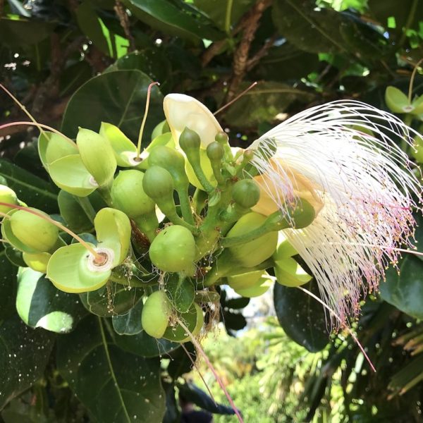 Botanischer Garten Santa Cruz Blume exotisch