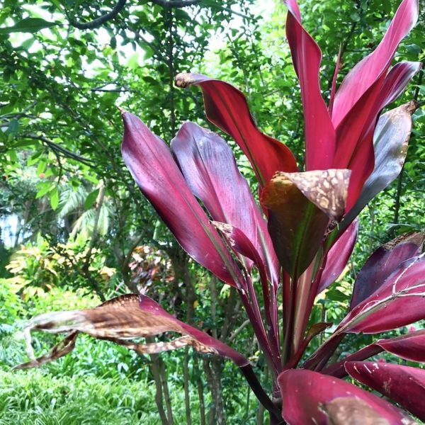 Botanischer Garten Teneriffa