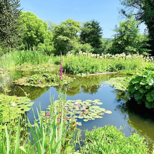 Botanischer Garten Wuppertal Seerosenteich