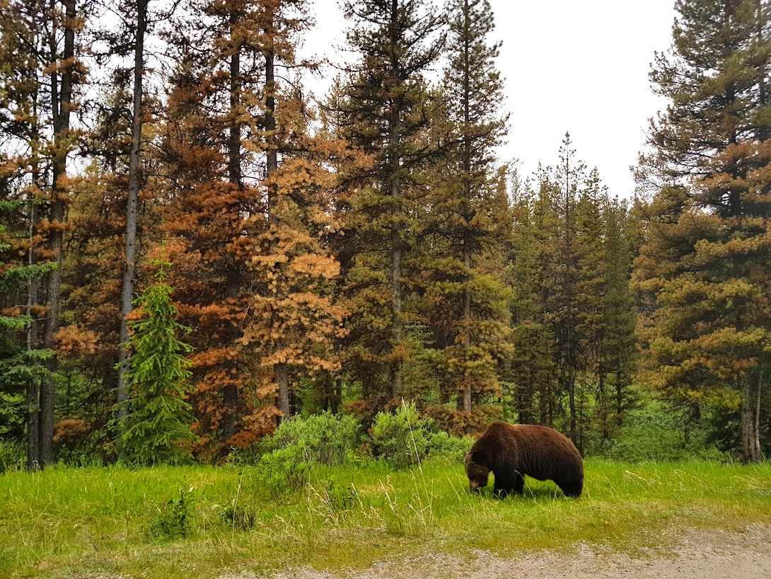 Braunbär Jasper Nationalpark Kanada
