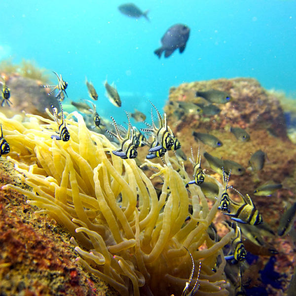 Cardinal Barsche Secret Bay Bali tauchen