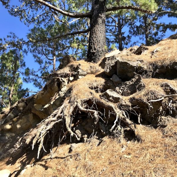 Chinyero Baum Wurzeln