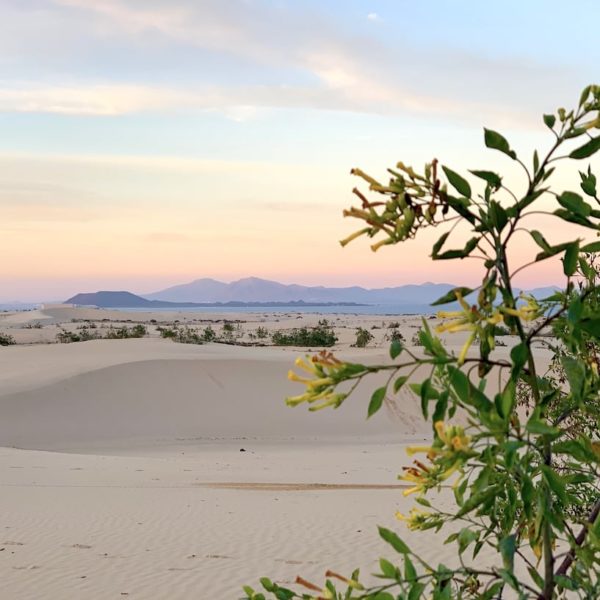 Corralejo Sanddünen Fuerteventura Pflanze
