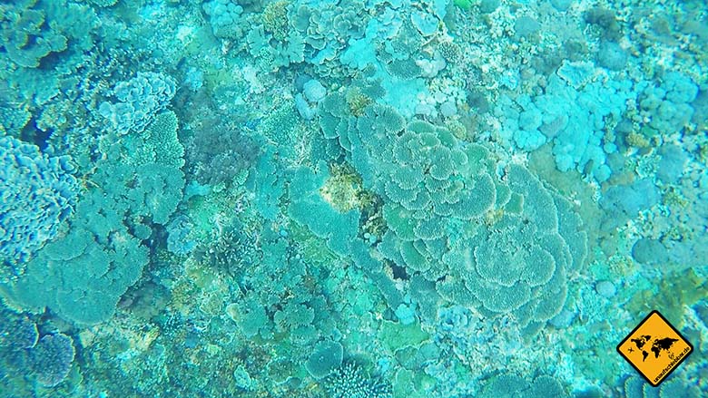 Crystal Bay Nusa Penida Korallen