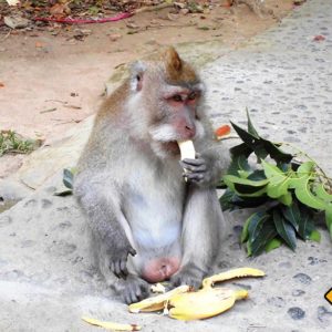 Der Affenwald in Ubud ist touristisch zwar bekannt jedoch einen Stopp auf deiner Bali Rundreise wert