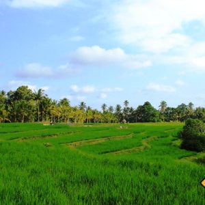 Die Schönheit der Reisfelder in Ubud sollte dir auf deiner Bali Rundreise auf keinen Fall entgehen