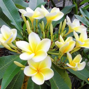 Die wunderschönen Bali Blumen wirst du an vielen Orten deiner Bali Rundreise entdecken