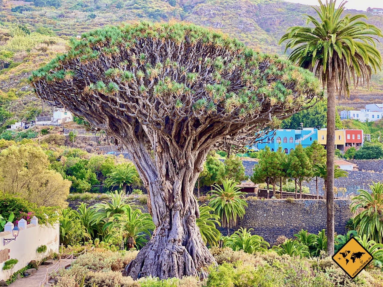 Drachenbaum Icod de los Vinos Bilder von Teneriffa