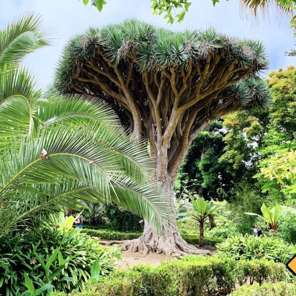 Drachenbaum botanischer Garten La Orotava