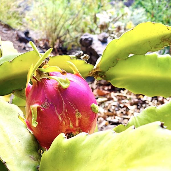 Drachenfrucht Tropischer Fruchtgarten Valle Gran Rey