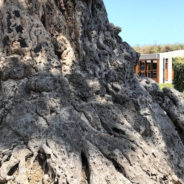 Drago Milenario Teneriffa Stamm