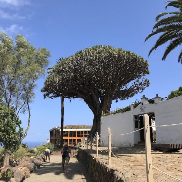 Drago Park Drachenbaum Teneriffa