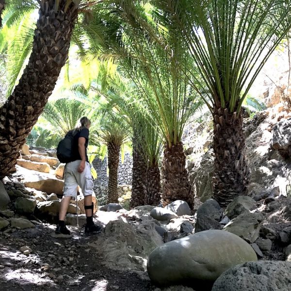 Drago Park Palmen botanischer Garten Teneriffa