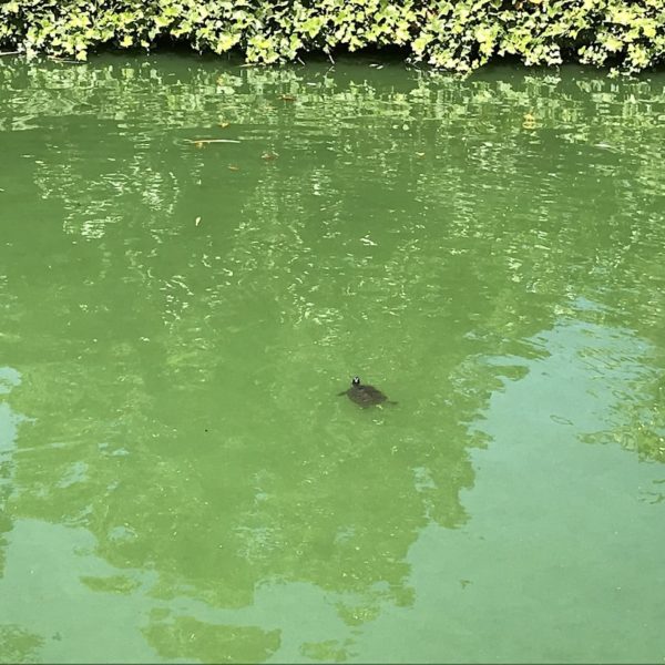 Auch diese kleine Schildkröte lebt im Drago Park auf Teneriffa