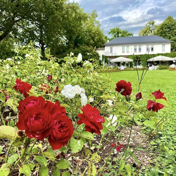 Dresden Sehenswürdigkeiten Rosengarten