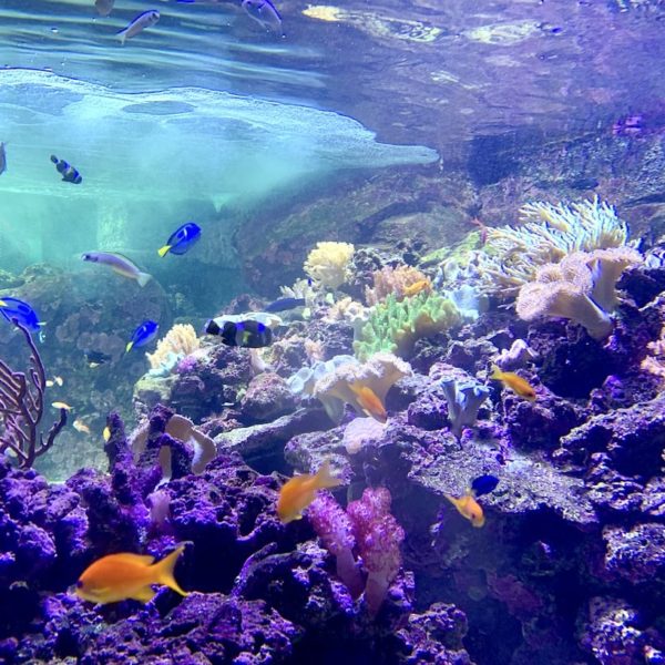 Dubai Aquarium Dori