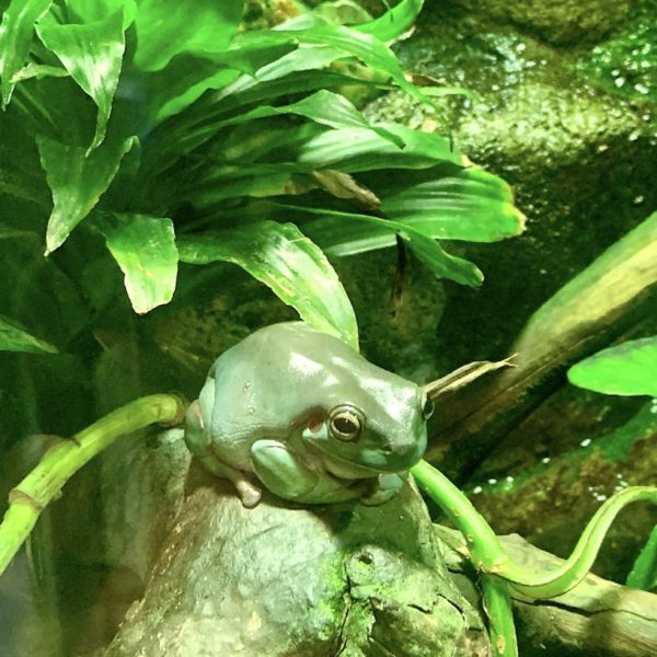 Dubai Aquarium Frosch