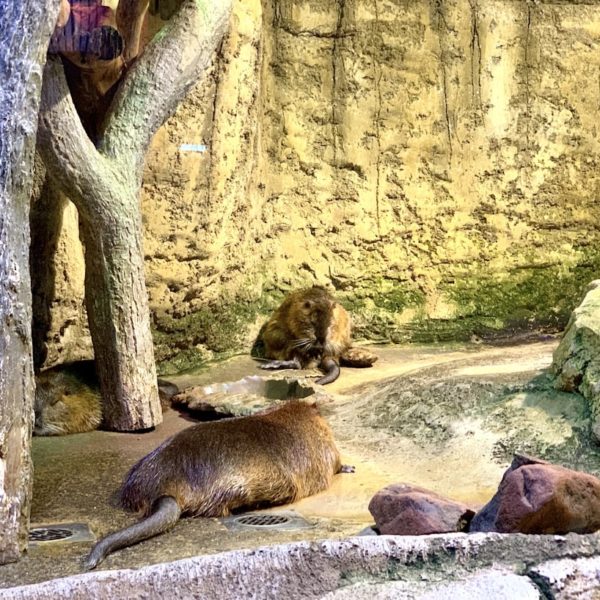 Dubai Aquarium Otter
