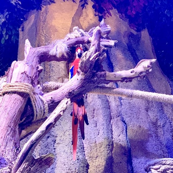Dubai Aquarium Papagei