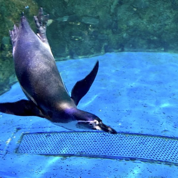 Dubai Aquarium Pinguin