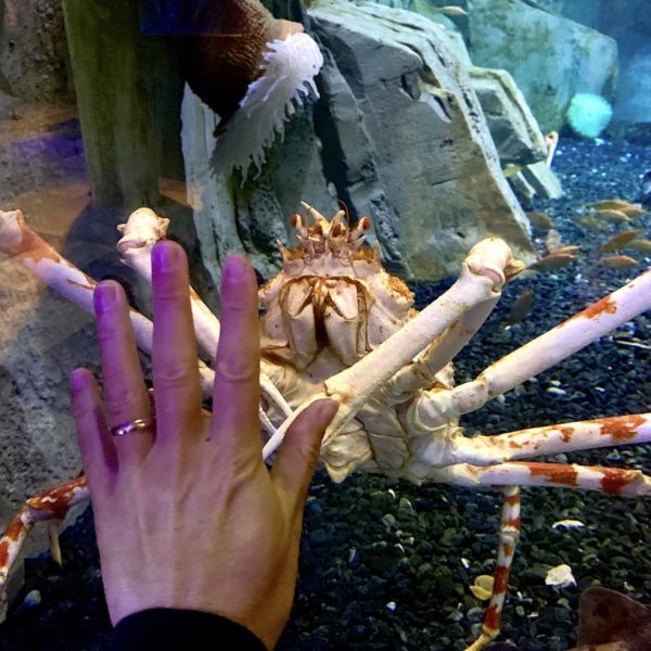 Dubai Aquarium Riesen-Krabbe