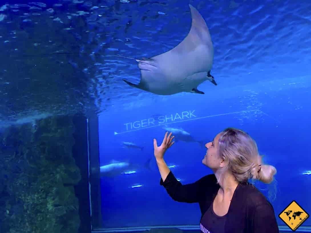 Dubai Aquarium Rochen