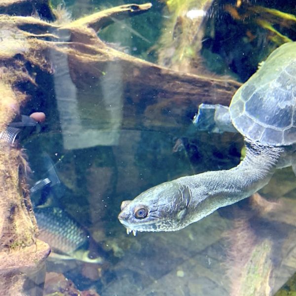 Dubai Aquarium Schildkröte