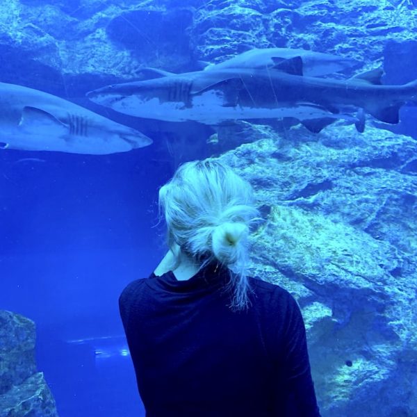 Dubai Aquarium Tunnel Haie
