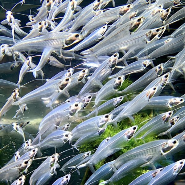 Dubai Aquarium durchsichtige Fische