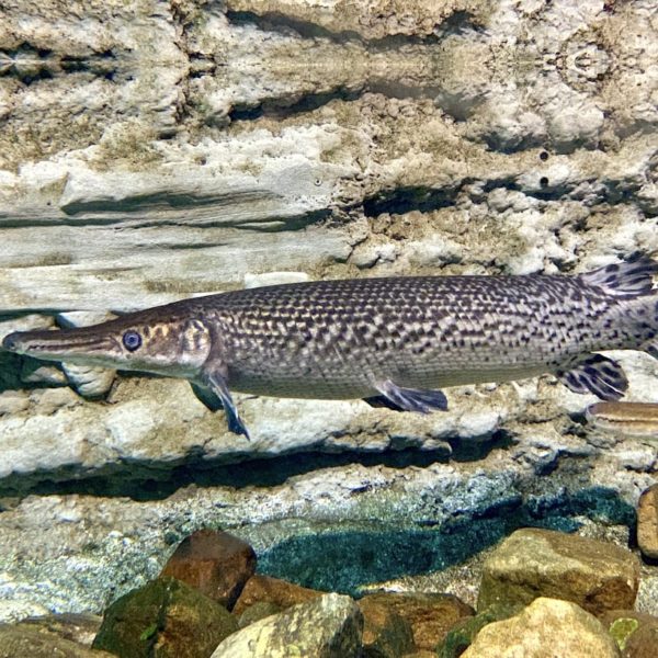 Dubai Aquarium langer Fisch