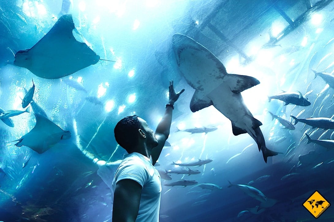 Dubai Hop On Hop Off Tour Aquarium Haie