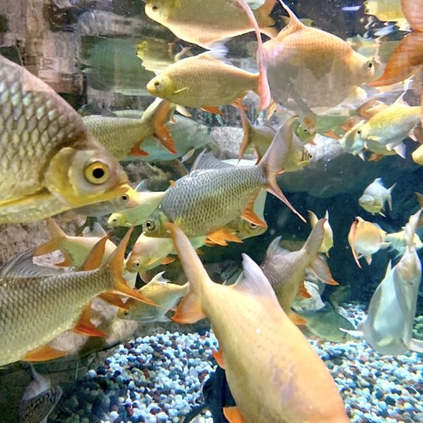 Dubai Mall Aquarium Unterwasserzoo Fische