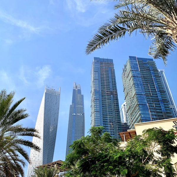 Dubai Marina Palmen