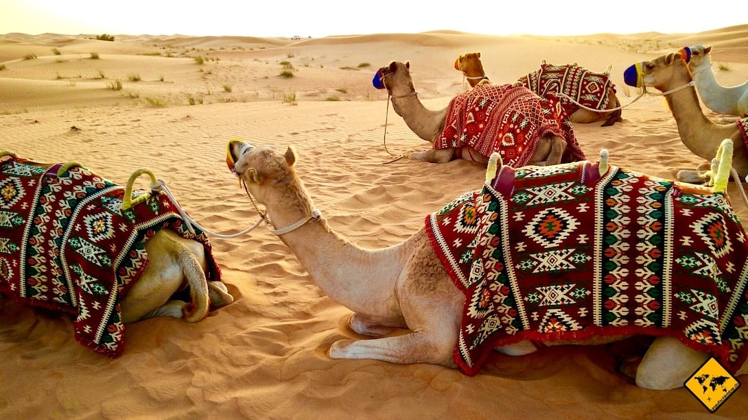 Dubai Wüstensafari Kamele