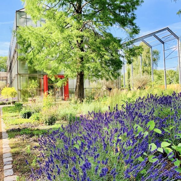 Duisburg Sehenswürdigkeiten botanischer Garten Flieder