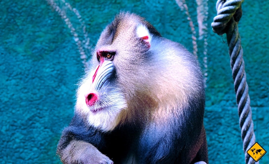 Duisburg Zoo Affe